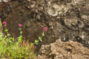 Kampanien_080613_0337