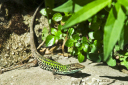 Kampanien_080609_0018