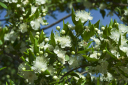 Kampanien_080609_0019