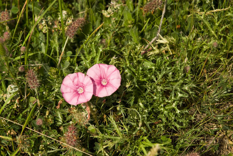 Kampanien_080610_0131