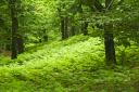 Kampanien_080612_0307