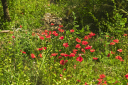 Kampanien_080614_0461