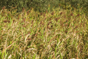Toskana_070930_0986