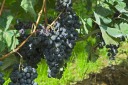 Toskana_070927_0547