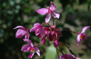Nach Pinar del Rio_002