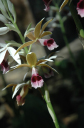 Nach Pinar del Rio_011