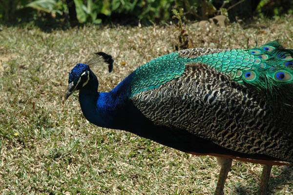 Wanderung Sierra Maestra_081