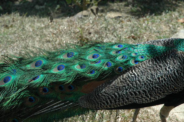 Wanderung Sierra Maestra_083