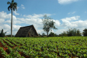 Valle de Vinales_056