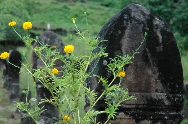 NachKhongIsland028