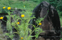 NachKhongIsland028
