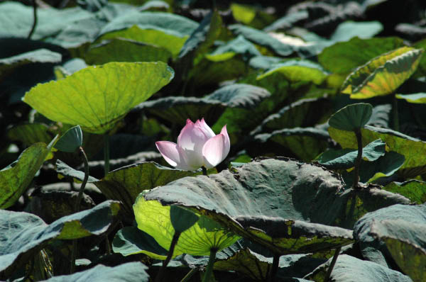 NachKampongThom043