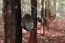 NachKampongThom011