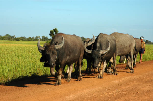 NachSiemReap001