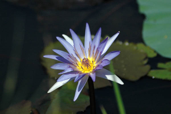 NachSiemReap028