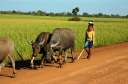 NachSiemReap002
