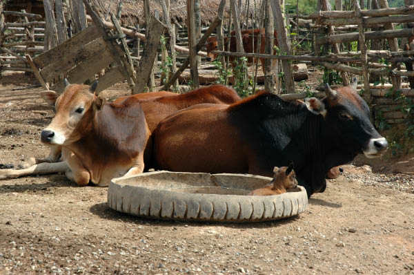 NachVangVieng026
