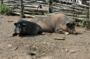 NachVangVieng024