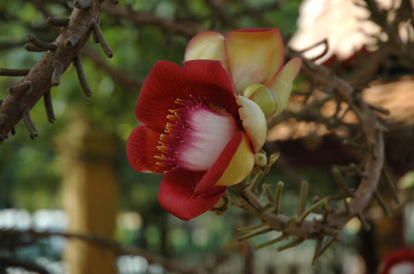 PhnomPenh060