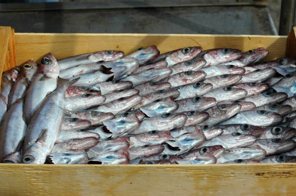 SantaMargheritaLigure187