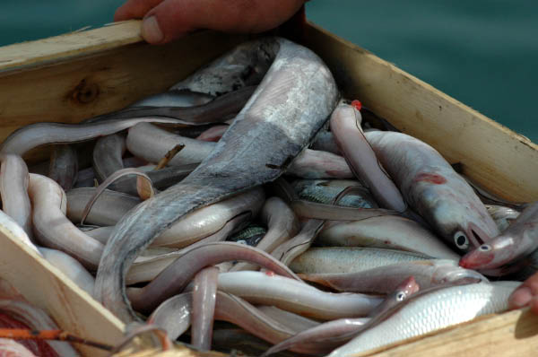 SantaMargheritaLigure198