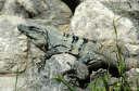 Chichen Itza038