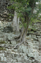 Copan044