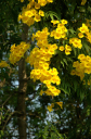 Flores013