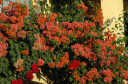 Flores024