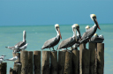 Nach Campeche004