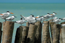 Nach Campeche005