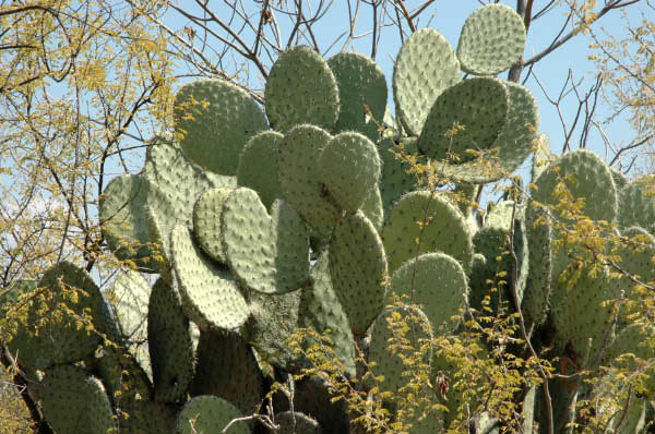 Nach Oaxac005