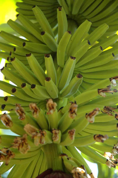 Nach Rio Dulce011