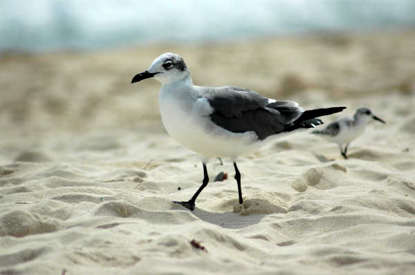 Playa del Carmen031