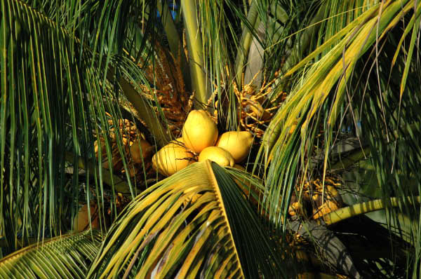Rio Dulce003