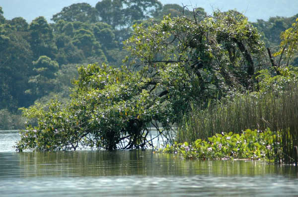 Rio Dulce029