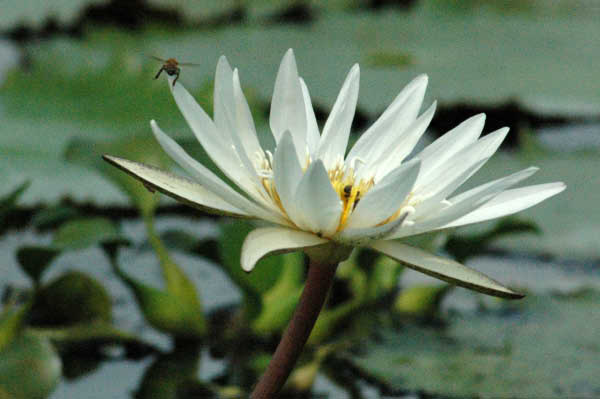Rio Dulce052