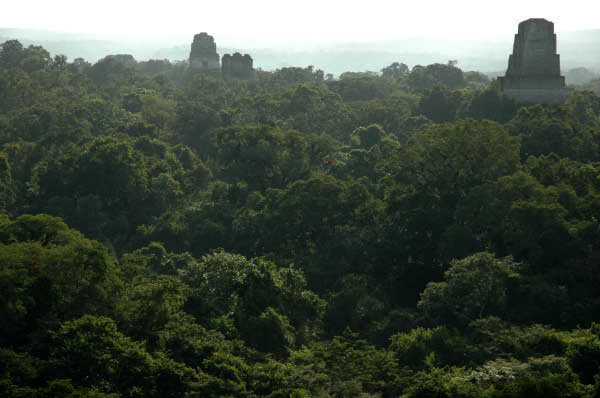 Tikal018