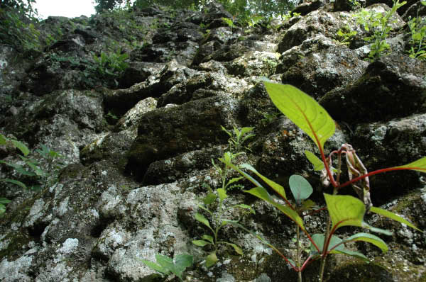 Tikal084