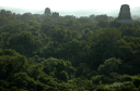 Tikal018