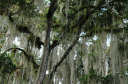 Tikal048