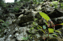 Tikal084