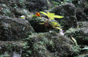 Tikal109