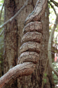 Tikal110