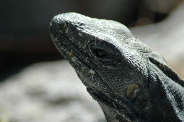 Uxmal042