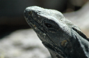 Uxmal042